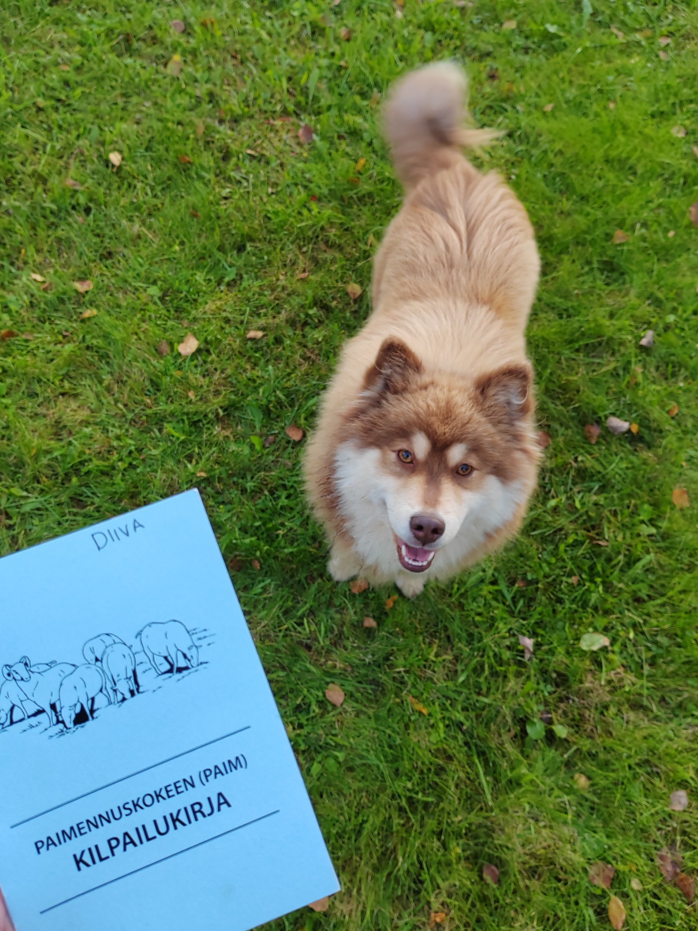 27.9.2025 Diiva läpäisi paimennustaipumuskokeen